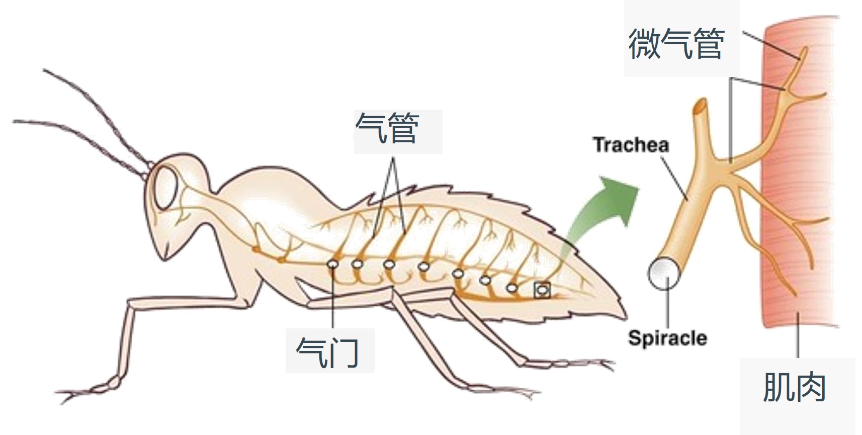建通环保熏蒸服务